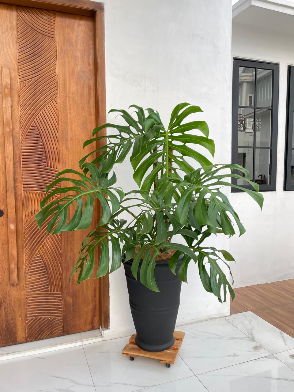 Set Pot dan Tanaman