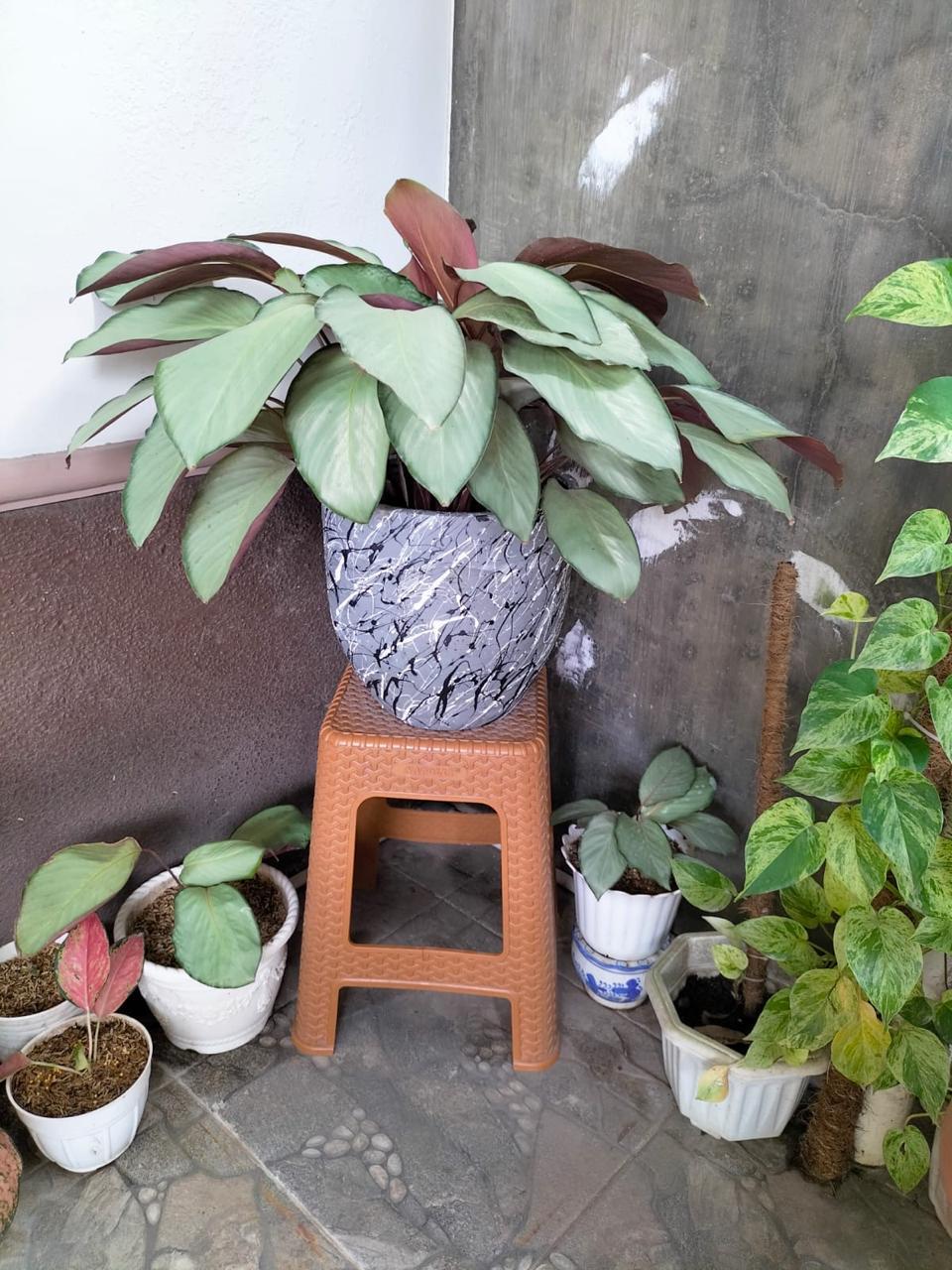 Terracotta Medan - Home 4