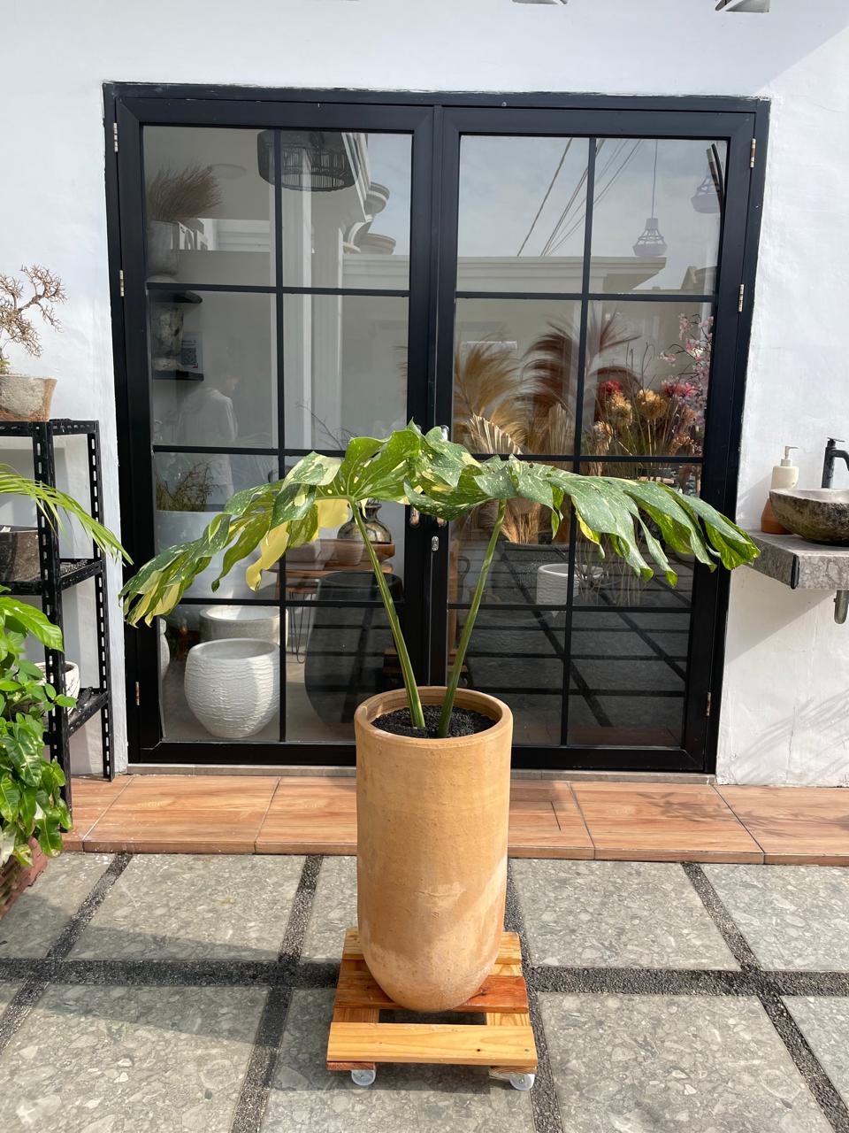 Monstera Thai Constellation