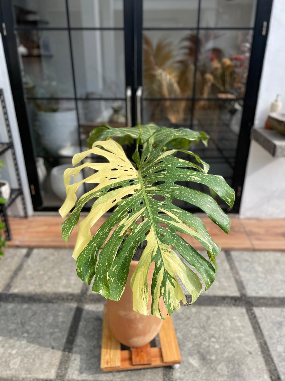 Monstera Thai Constellation