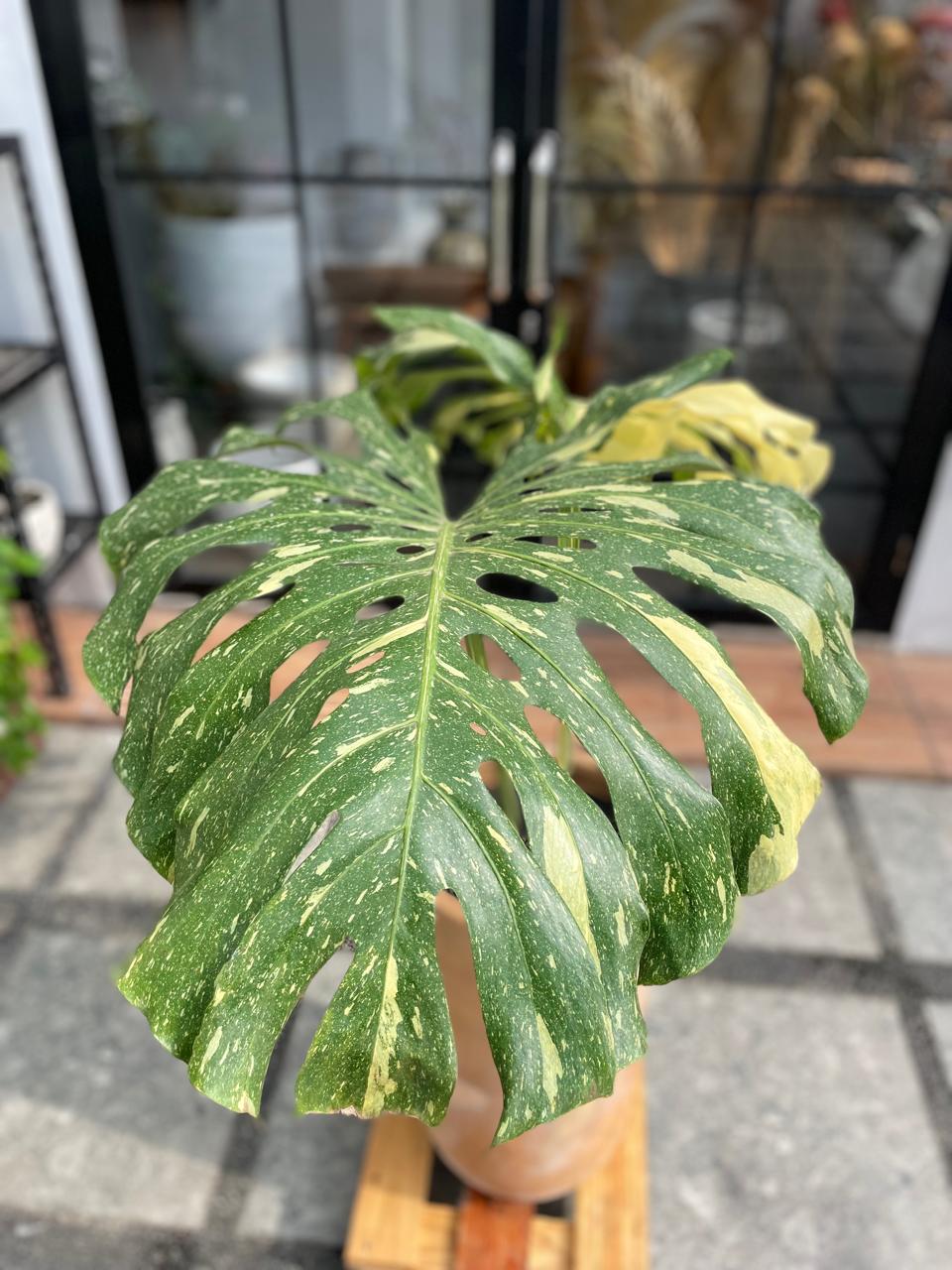 Monstera Thai Constellation